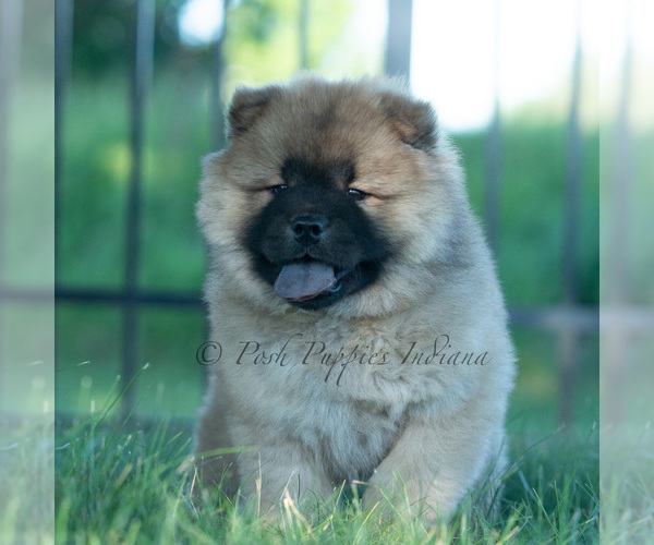 Medium Photo #30 Chow Chow Puppy For Sale in WARSAW, IN, USA