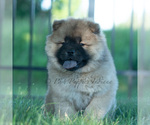 Small Photo #30 Chow Chow Puppy For Sale in WARSAW, IN, USA