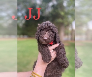 Double Doodle Puppy for sale in HARTWELL, GA, USA