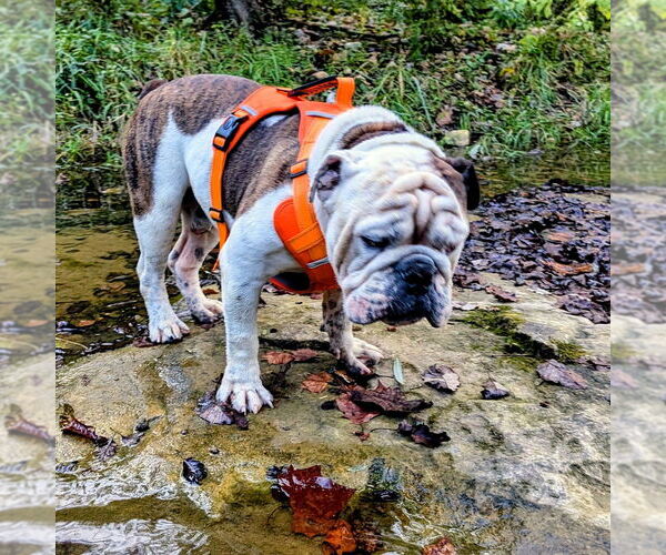 Medium Photo #12 Bulldog Puppy For Sale in Vail, AZ, USA