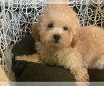 Small Photo #6 Poodle (Miniature) Puppy For Sale in HIGH POINT, NC, USA