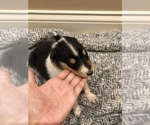 Small Photo #2 Collie Puppy For Sale in OWENSBORO, KY, USA