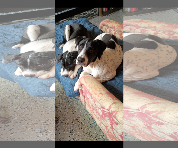 Medium Photo #1 Dalmatian-Unknown Mix Puppy For Sale in NYC, NY, USA