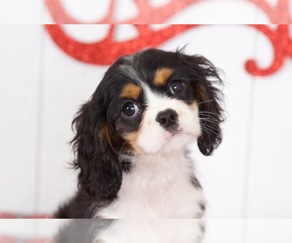 Medium Photo #1 Cavalier King Charles Spaniel Puppy For Sale in BEL AIR, MD, USA