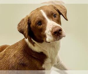 American Pit Bull Terrier-French Brittany Spaniel Mix Dogs for adoption in Tulsa, OK, USA