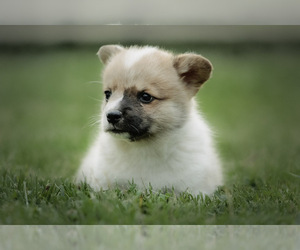 Pembroke Welsh Corgi Puppy for sale in ELKTON, KY, USA