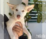 Small #3 Mutt
