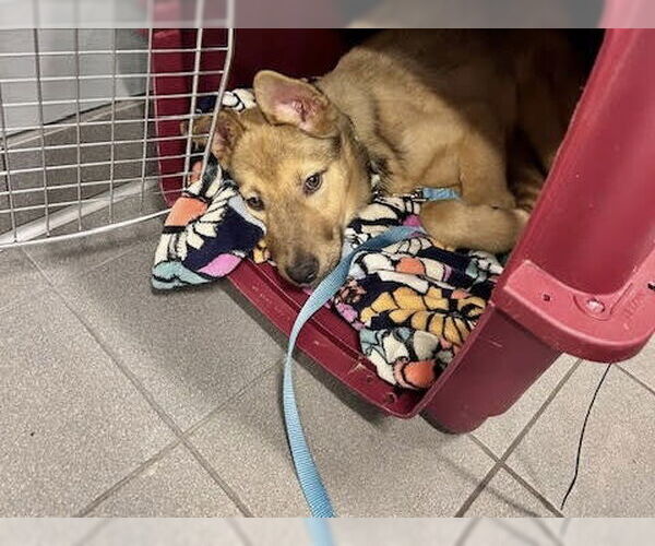 Medium Photo #3 Shepradors Puppy For Sale in Princeton, MN, USA