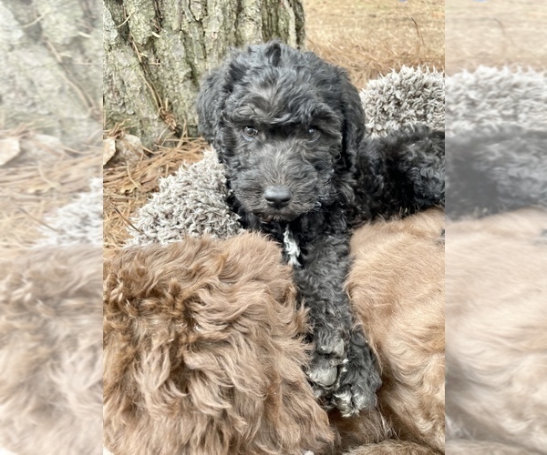 Medium Photo #10 Labradoodle-Poodle (Standard) Mix Puppy For Sale in MIDDLESEX, NC, USA