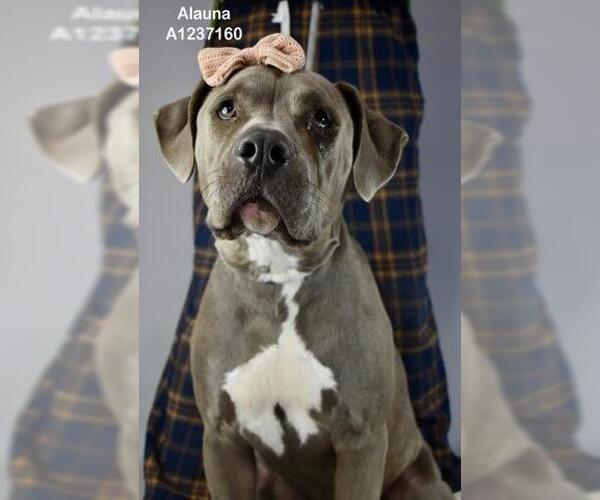 Medium Photo #2 Mutt Puppy For Sale in Bakersfield, CA, USA