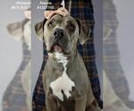 Small #1 Mutt