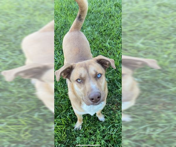 Medium Photo #6 Mountain Cur-Siberian Husky Mix Puppy For Sale in Sistersville, WV, USA