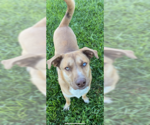 Bruno Mars - Male Mountain Cur-Siberian Husky Mix Dog for Adoption - Photo #6