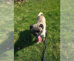 Small #1 Pug