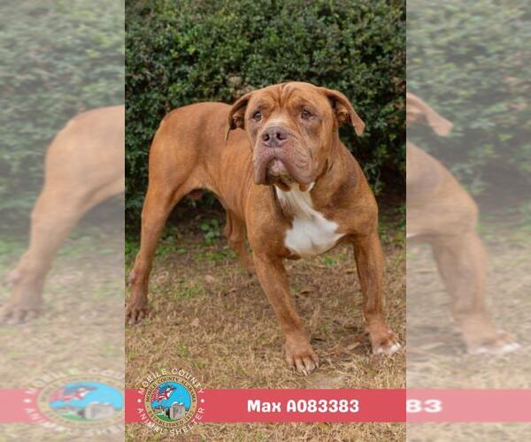 Medium Photo #2 Mastiff-Unknown Mix Puppy For Sale in Mobile, AL, USA