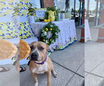 Small #33 American Pit Bull Terrier Mix