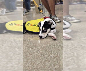 Great Dane-Unknown Mix Dogs for adoption in Foristell, MO, USA