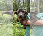 Small #1 Mutt