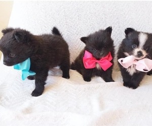 Pomeranian Puppy for sale in HOFFMAN EST, IL, USA