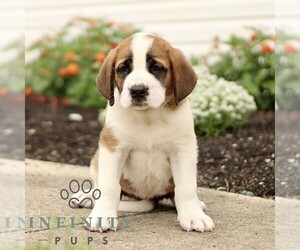 Saint Bernard Puppy for sale in MARIETTA, PA, USA