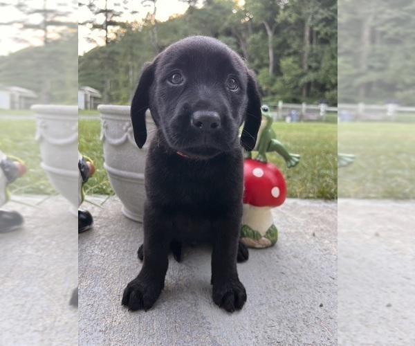 Medium Photo #4 Labrador Retriever Puppy For Sale in NEOLA, WV, USA