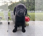 Small #3 Labrador Retriever