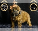 Puppy Mimi Poodle (Toy)