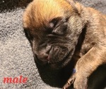 Small Photo #3 Mastiff Puppy For Sale in OXNARD, CA, USA