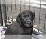 Small Photo #2 Labrador Retriever Puppy For Sale in PARSHALL, CO, USA