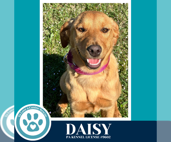 Medium Photo #1 Golden Retriever-Unknown Mix Puppy For Sale in Kimberton, PA, USA