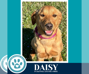 Golden Retriever-Unknown Mix Dogs for adoption in Kimberton, PA, USA