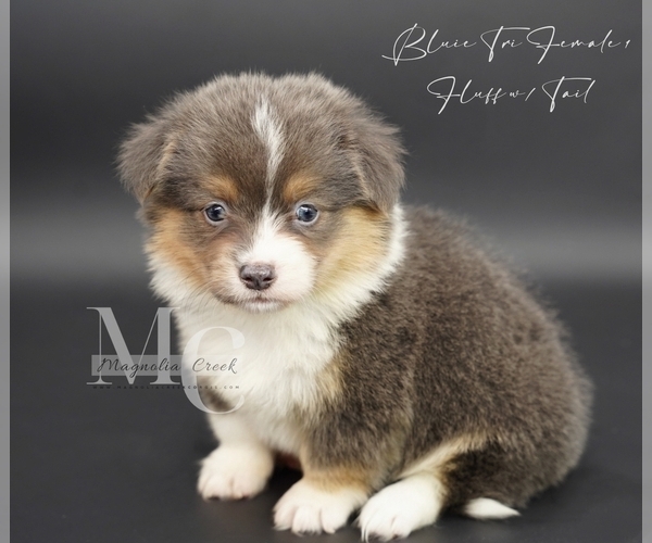Medium Photo #11 Pembroke Welsh Corgi Puppy For Sale in FLORALA, AL, USA