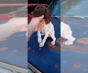 Saint Bernard Puppy for sale in CRETE, NE, USA