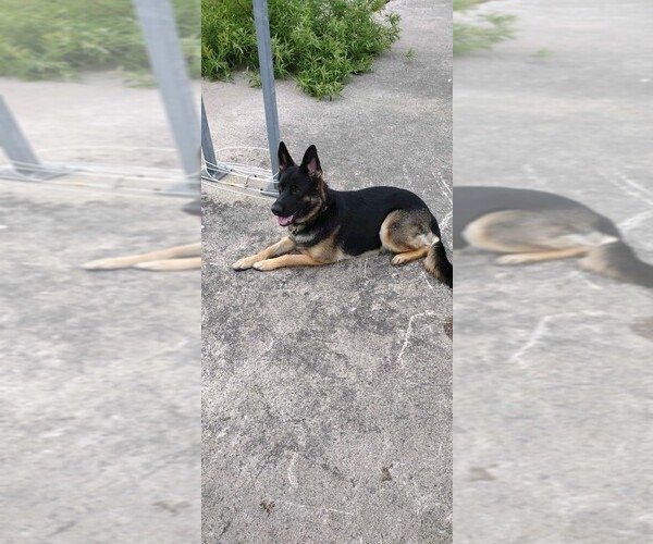 Medium Photo #24 German Shepherd Dog Puppy For Sale in LA FAYETTE, NY, USA