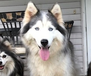 Mother of the Pomsky puppies born on 05/31/2026