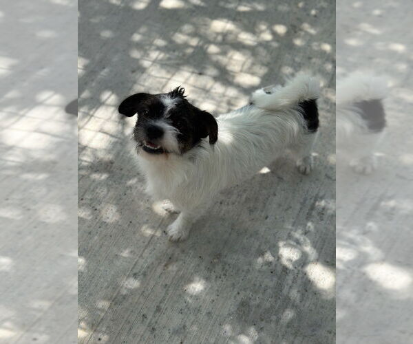 Medium Photo #2 Mutt Puppy For Sale in Oak Bluffs, MA, USA