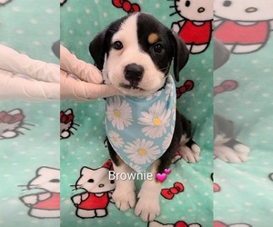 Jack Russell Terrier-Unknown Mix Dogs for adoption in SHERBURNE, NY, USA