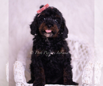 Small #4 Poodle (Toy)