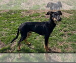 Small #4 Doberman Pinscher Mix
