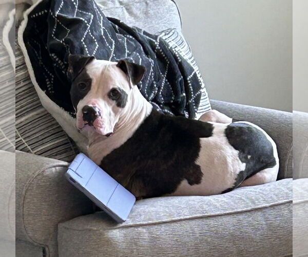 Medium Photo #1 American Pit Bull Terrier Puppy For Sale in Rockville, MD, USA