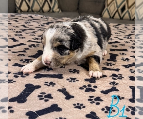 Medium Photo #7 Australian Shepherd Puppy For Sale in SALISBURY, NC, USA