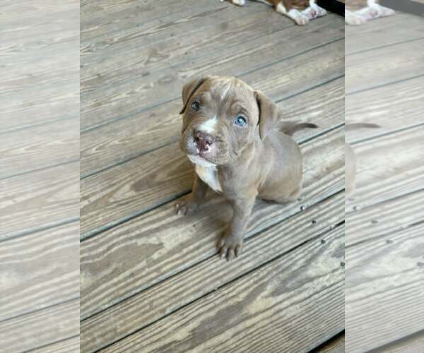 Medium Photo #2 Mutt Puppy For Sale in SHERBURNE, NY, USA