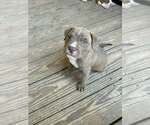 Small #1 Mutt