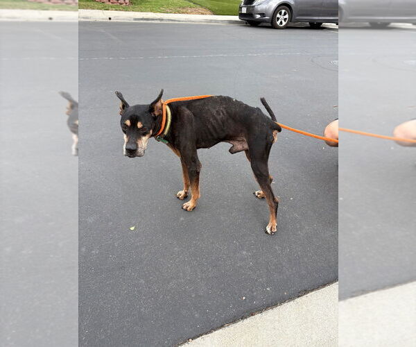 Medium Photo #5 Doberman Pinscher-Unknown Mix Puppy For Sale in Lake Forest, CA, USA