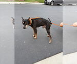 Small #4 Doberman Pinscher Mix