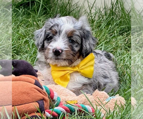 Medium Photo #2 Bernedoodle (Miniature) Puppy For Sale in ROY, UT, USA