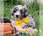 Small #1 Bernedoodle (Miniature)