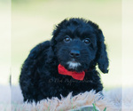 Puppy Colten Goldendoodle (Miniature)
