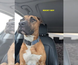 ROCKY BOY - Male Bull Terrier-Unknown Mix Dog for Adoption - Photo #8