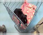 Small Labrador Retriever Mix